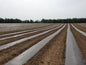 Super Strength Embossed Plastic Mulch